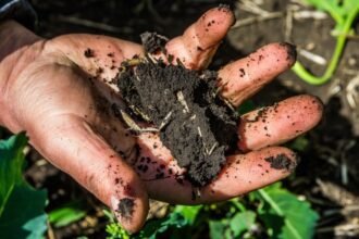 продуценти це