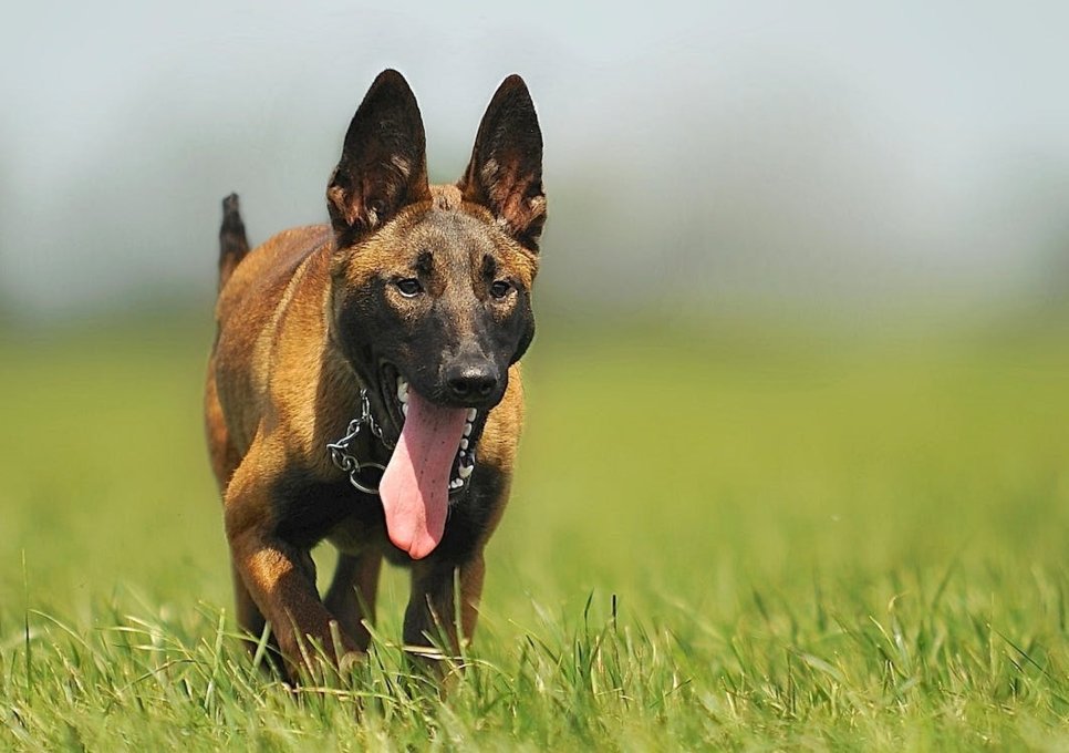 бельгійська вівчарка