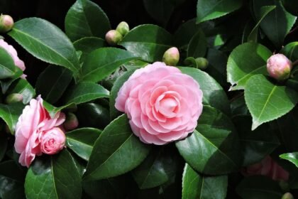 камелія квіти