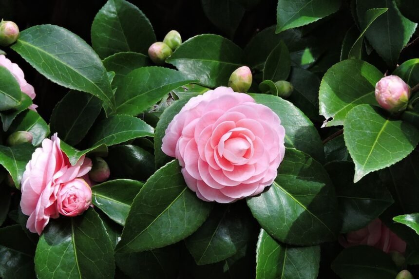 камелія квіти